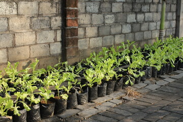 Growing Lettuce in Polybags