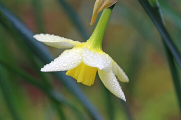 Daffodil in Spring after rain