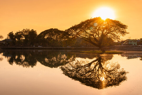 Sunset over calm lake with rain tree and its reflection creating peaceful and warm golden atmosphere in nature