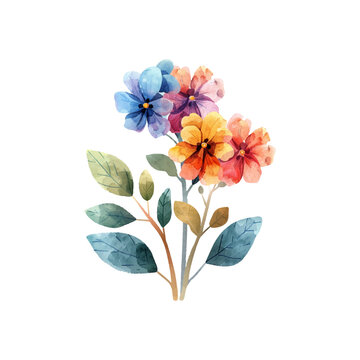 candytuft hand drawn vector illustration