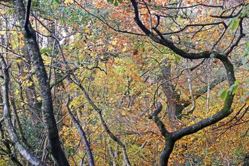Decoy Country Park, Devon in Autumn	