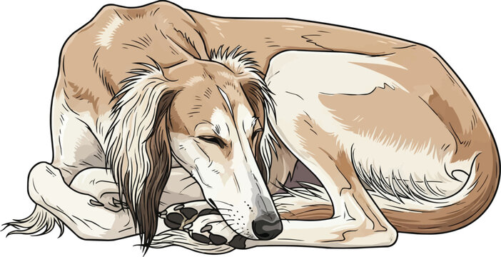 Saluki dog lying down curled up sleeping resting pose