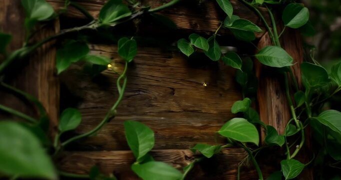 Vibrant green ivy climbing up a rustic wooden fence in natural setting