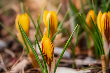 Fresh yellow crocus flowers bloom, revealing nature's vibrant colors and new beginnings