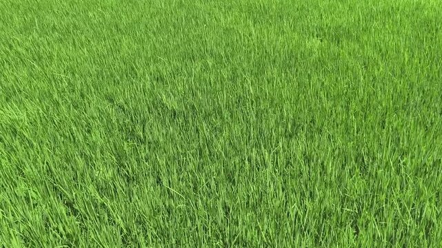 Wide green rice field surface growing evenly in rural landscape.