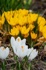 Obraz premium Crocuses bloom brightly in the sun, bringing color to the garden this joyful spring