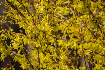 Obraz premium Vibrant yellow flowers bloom, heralding the arrival of spring's warmth and beauty