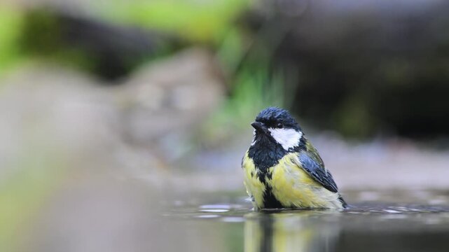 little bird at water edge , great tit,  Parus major, Italy, bird , Vercelli, Italy,