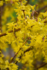 Obraz premium In a vibrant garden, yellow forsythia flowers bloom brightly, embracing the warmth of spring days