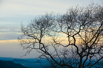 Obraz premium Minimalist Silhouette of Tree Branch Against Vibrant Orange Twilight Sky with Copy Space