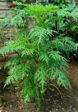 Amazing close-up view of fresh vibrant ragweed or cosmos caudatus and ulam raja green leaves plant grown in the behind home area. it's leaves used for salad, herbs or herbal and ayurvedic medicine.
