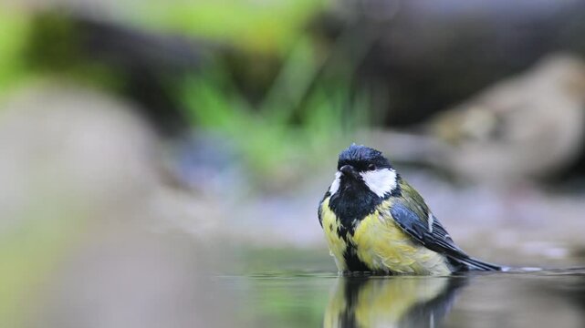 little bird at water edge , great tit,  Parus major, Italy, bird , Vercelli, Italy,