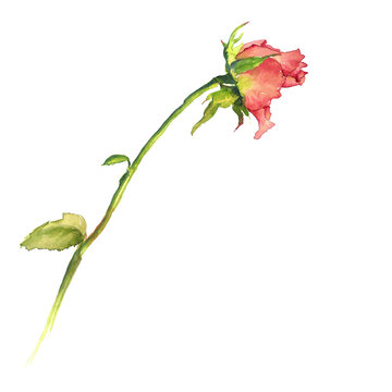 Aquarell einer rosa Rose