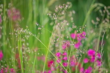 Colorful wildflowers create a stunning display in a serene meadow, celebrating the joy of spring