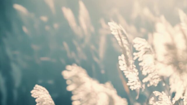 Tall dried reeds with feathery plumes catching warm backlighting, reflecting a soft golden glow against a calm teal background, creating a serene natural scene