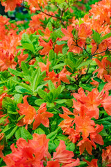 Lush garden filled with vibrant orange azalea blooms amidst rich green leaves on a sunny day