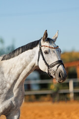 Fototapeta premium Gray apple horse on a farm