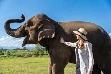 Obraz premium Young asian beautiful woman standing near elephant. Happy Female tourist visiting the zoo give the elephants fruit and sugarcane