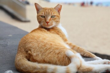Street cat in Fuerteventura, Spain. Clipped ear is a symbol of neutered cat, to control feral cat population. © Tupungato