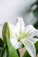 Obraz premium Large white lily flower with yellow center and green leaves against blurred background. Easter lily brunch decor, seasonal table setting, festive home interior.