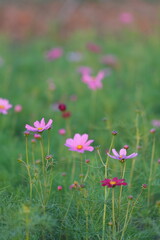 Fototapeta premium A vibrant green meadow with several pink cosmos flowers in various stages of bloom, some in sharp focus and others softly blurred in the background, creating a serene natural scene.