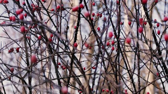 Red Rose Hip Berries on Bare Winter Branches Close Up Video, Wild Bush Nature, Cold Season Botanical Footage, Bokeh Background, Natural Detail