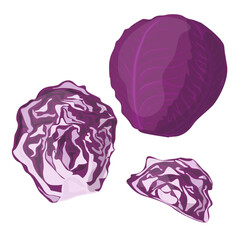 Obraz premium Purple Red Cabbage