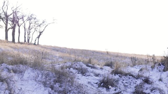 Person Sledding Snowy Winter Hill Bare Trees Foggy Landscape Video, Cold Season Fun, Rural Field, Moody Atmospheric Winter Countryside Footage