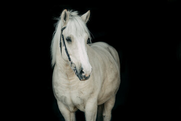 Obraz premium A light-colored horse with closed eyes on a black background. Agriculture.