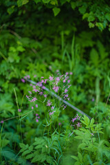 Obraz premium Purple wildflowers contrast beautifully with vibrant green leaves in a serene setting