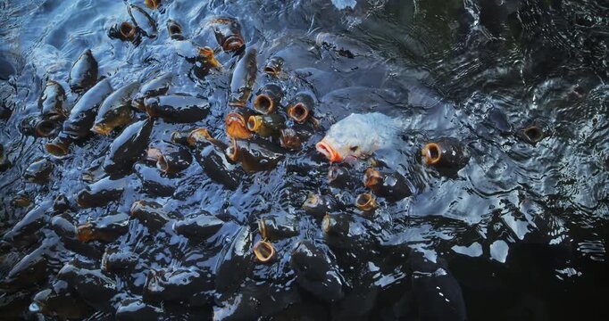 Cinematic slow motion of Japanese fish opening mouths for food on water's surface