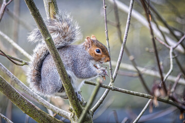 Close Cute Grey Squirrel Tree