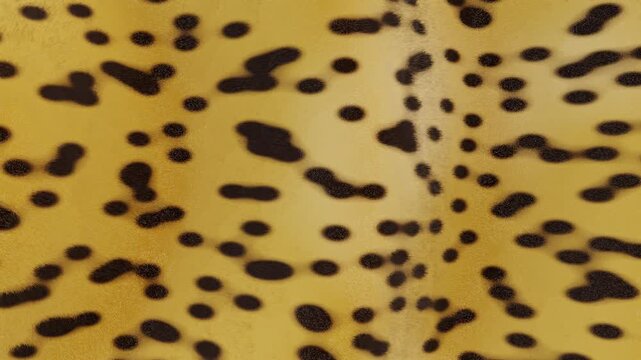 Horizontal 3d abstract cheetah leopard animal fur pattern banner template copyspace loop animation wallpaper background spots texture hair wildlife safari jungle nature print fashion design textile