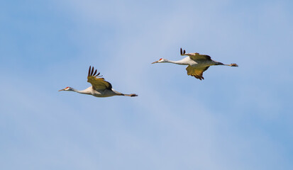 Fototapeta premium Sandhill cranes in Birchwood Tennessee at the Sandhill Crane Refuge in January.