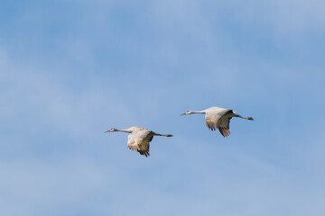 Fototapeta premium Sandhill cranes in Birchwood Tennessee at the Sandhill Crane Refuge in January.