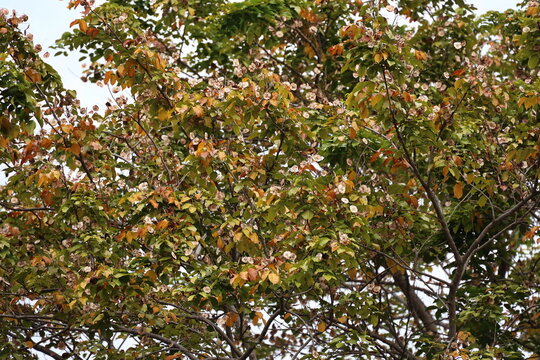 Angsana: large tree with green leaves, brown leaves that are about to fall. Malay Padauk has cylindrical, broad canopy, drooping branches. Fruit is flat, round pod resembling flying saucer with raised