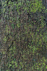 green moss on the tree trunk