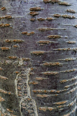 Cherry tree bark