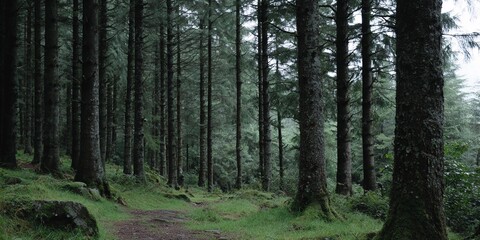 Fototapeta premium Trees line a path in a forest during rain
