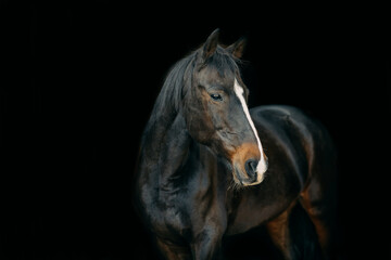 Fototapeta premium Dark bay horse on a black background. Agriculture.