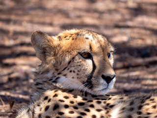 A cheetah (Acinoyx jubatus), photographed at the Cheetah Conservation Fund. © Albert Schweitzer