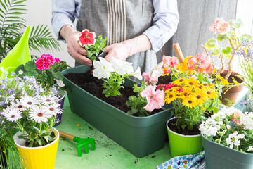 Naklejka premium A man planting colorful petunias in pots, surrounded by lush greenery, capturing spring gardening and hobby vibes, spring decoration of a home balcony or terrace with flowers