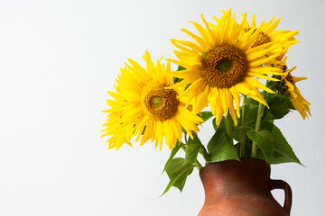 Obraz premium Bright sunflowers arranged in a brown clay vase are placed against a plain white background. The flowers display their yellow petals and green leaves