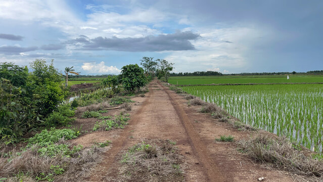 Rural dirt road through green rice fields under cloudy blue sky, agricultural landscape with copy space, peaceful countryside scene, farming and nature concept in Southeast Asia