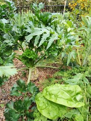 Celery plant on a bed in the garden. Grow a green leaves root crop