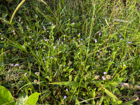 Small blue billygoat weeds blooming among wild grass in the field