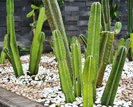 The San Pedro cactus, or Echinopsis pachanoi, or Trichocereus pachanoi, is grown in home gardens. A collection of cactus plants for garden decoration.