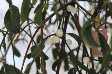 Close-up of mistletoe with oval green leaves and white berries on tree branches &mdash; a botanical symbol of winter holidays
