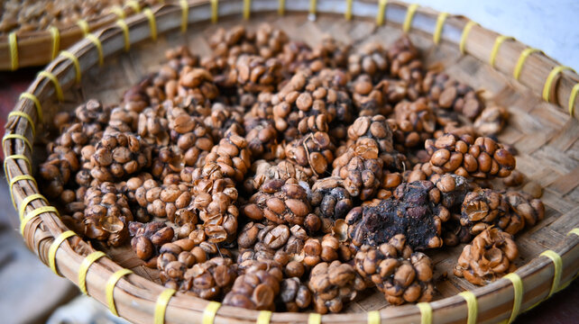 Fresh luwak coffee beans are dried on bamboo trays. Raw luwak coffee beans are ready to be processed. Fresh luwak coffee beans are expensive.
