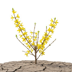 Obraz premium Yellow forsythia branch with small flowers isolated on transparent background